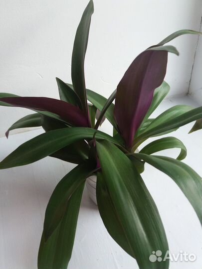 Рео пурпурный