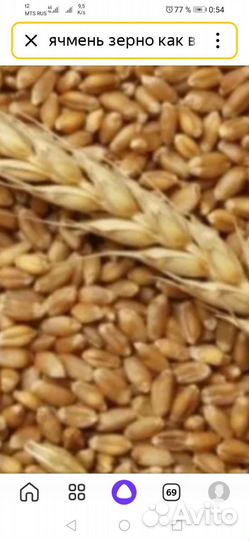 Зерно пшеницы