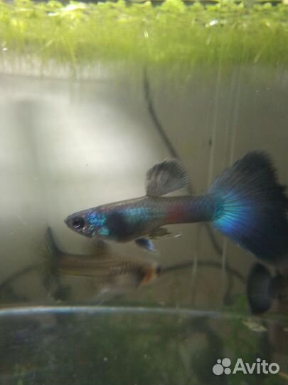 Аквариумные рыбки