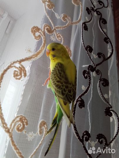 Волнистый попугай