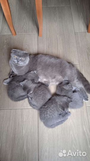 Британская