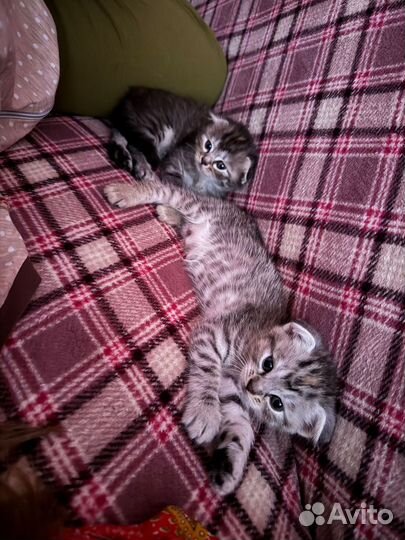 Вислоухая кошка бесплатно