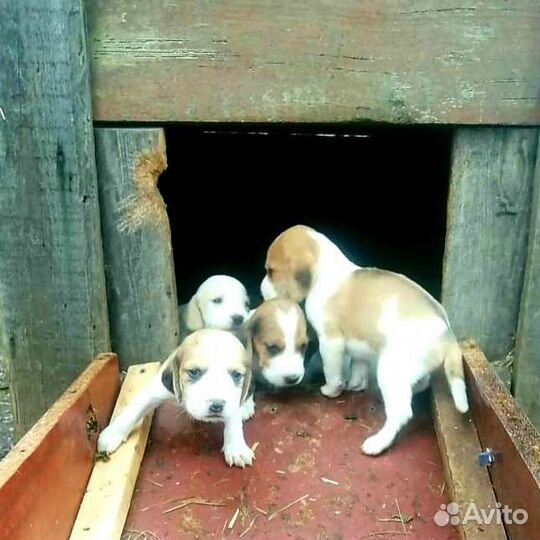 Эстонская гончая щенки