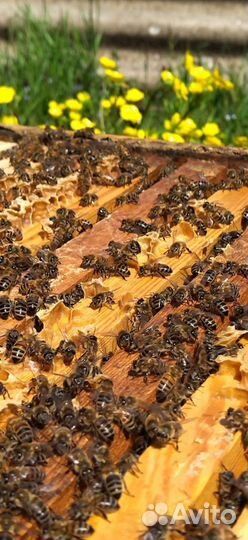 Продаëтся пасека