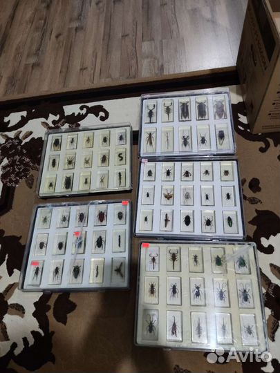 Насекомые в эпоксидной смоле деагостини