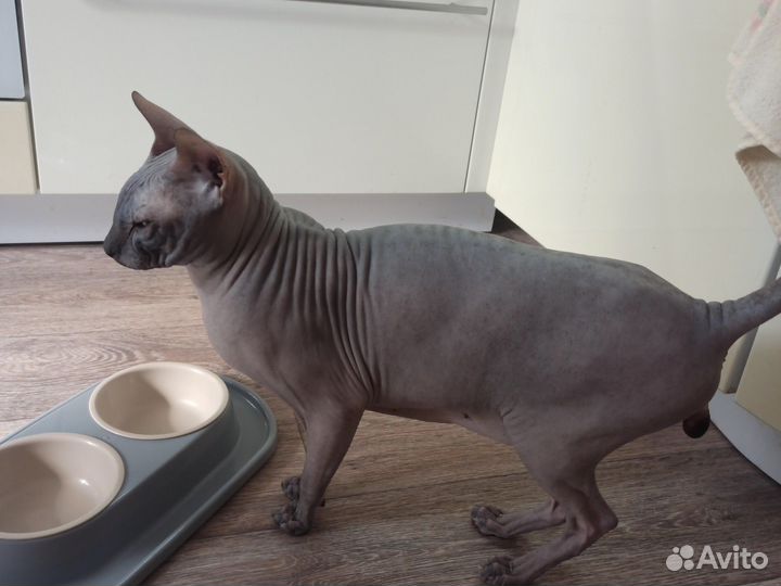 Донской сфинкс вязка кот