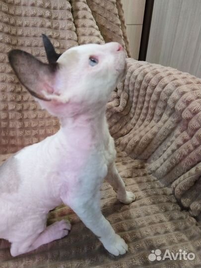 Корниш малыш