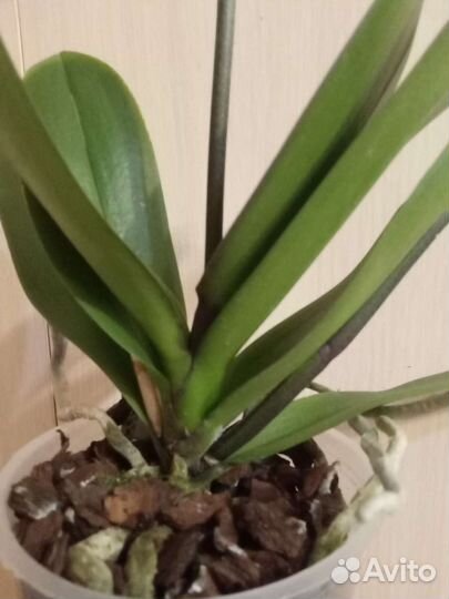 Орхидея сортовая nantes