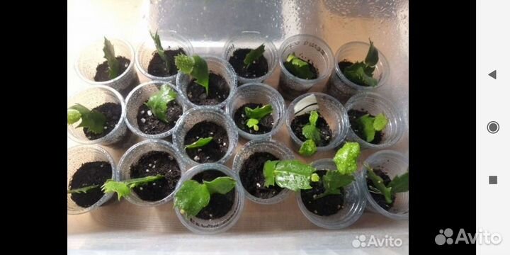 Декабрист шлюмбергера