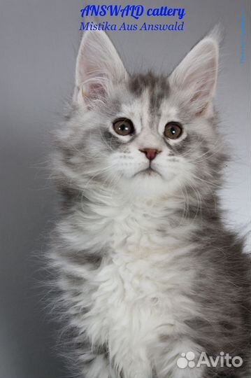 Котята мейн кун Мурманск
