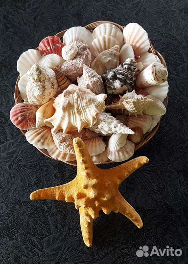 Морские ракушки + звезда
