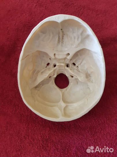 Череп Анатомический Пособие Хэллуин