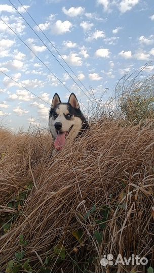 Сибирский хаски