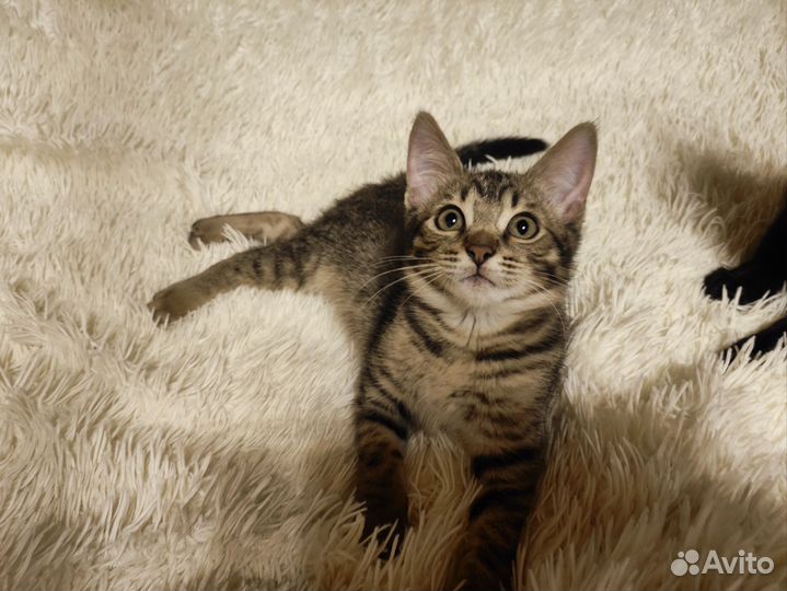 Котенок мальчик от бенгалки бесплатно в дар