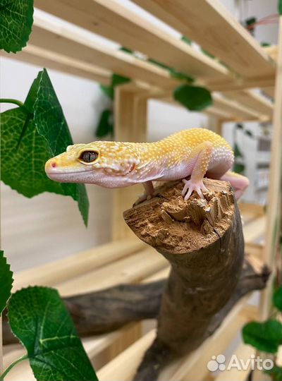 Эублефар с комплектом