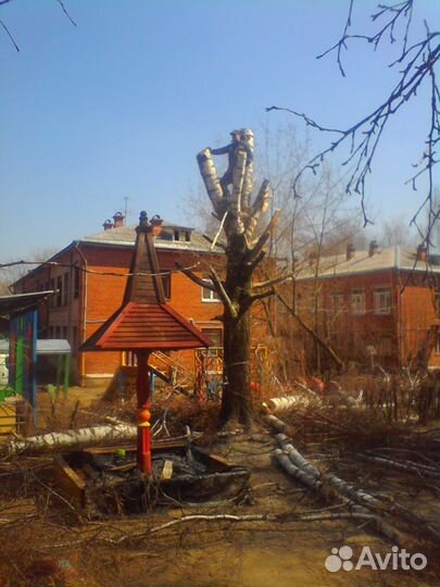 Спил, распил, обрезка деревьев