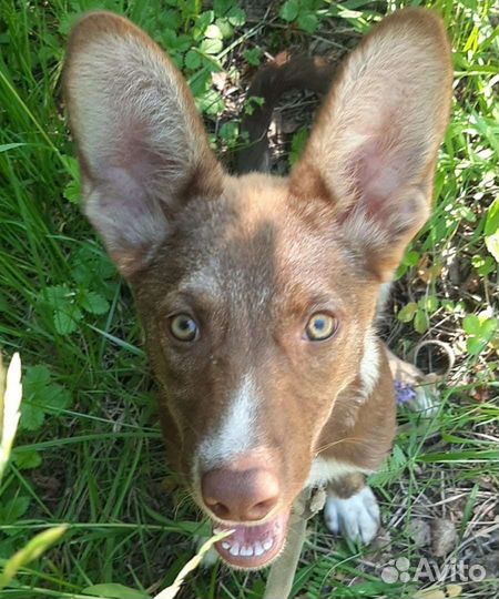 Красивая собака в добрые руки