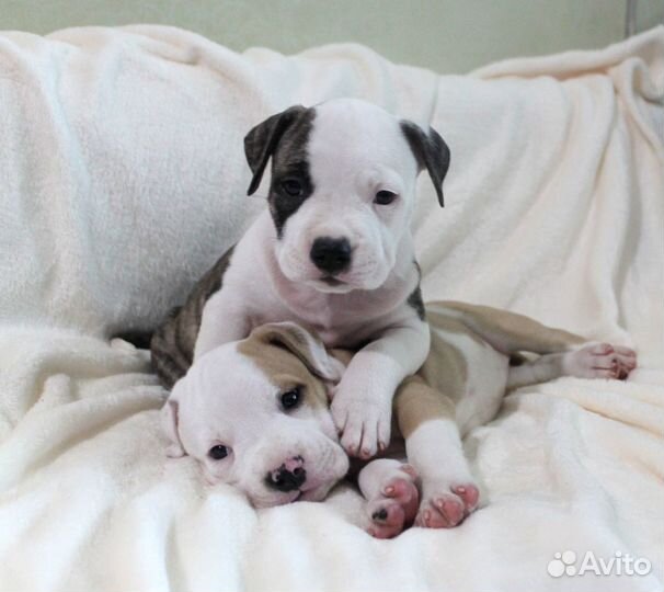 Амстафф щенки