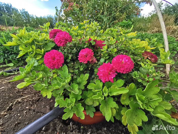 Хризантемы мультифлоры в кашпо