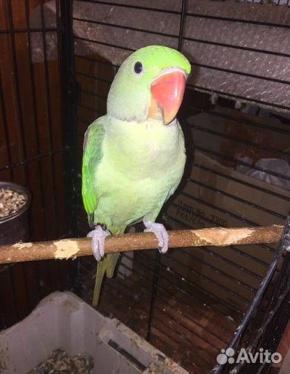 Александрийский попугай ручной