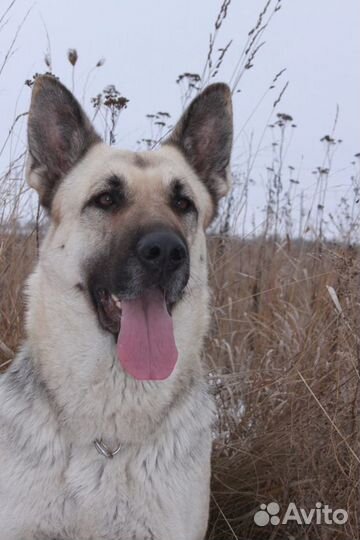 Шикарные щенки восточно-европейской овчарки