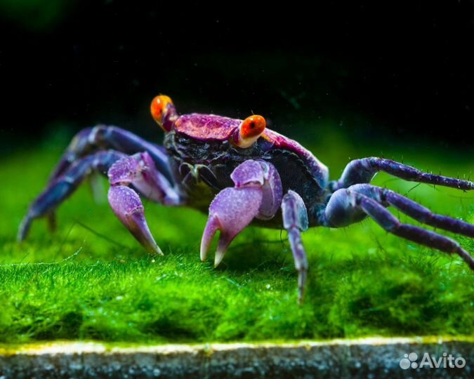 Аквариумный краб Вампир