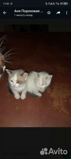 Котята в добрые руки