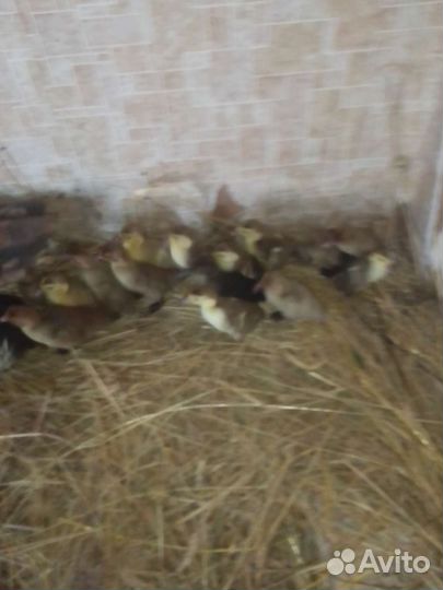 Индоутята+утка