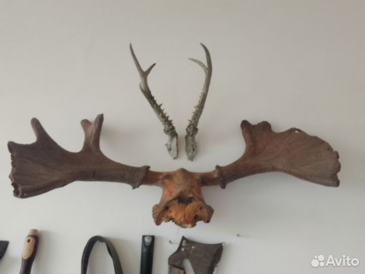 Рога лося