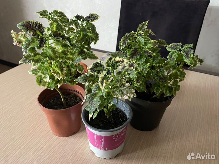 Колеус черенки укорененные, подрощенные