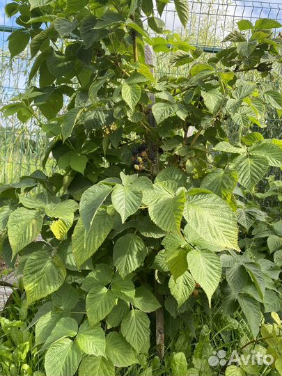 Саженцы ежевики садовой