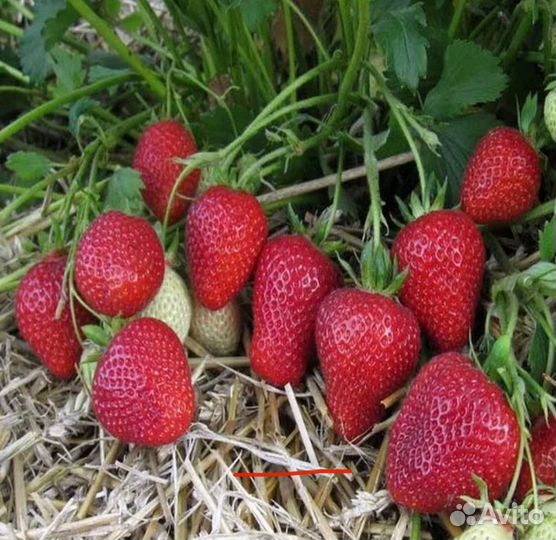 Рассада клубники (земляники)