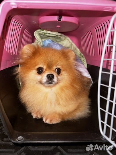 Перевозка домашних животных по всему миру