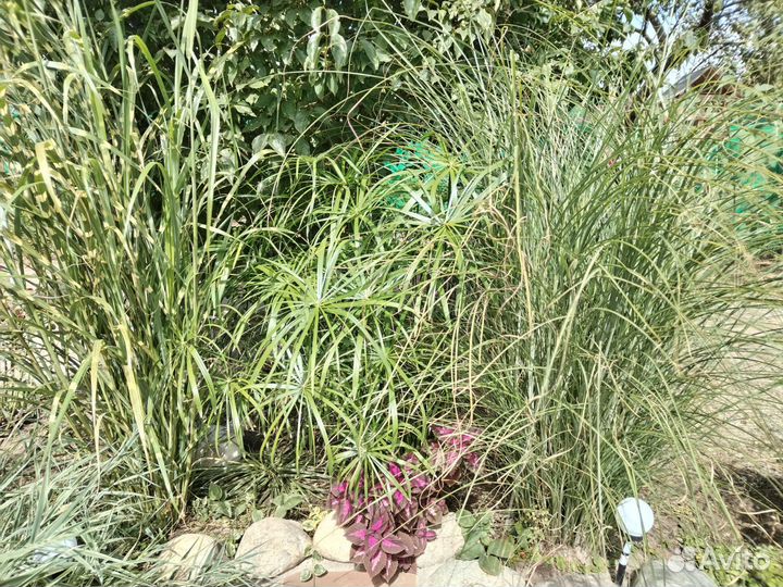 Циперус папирус