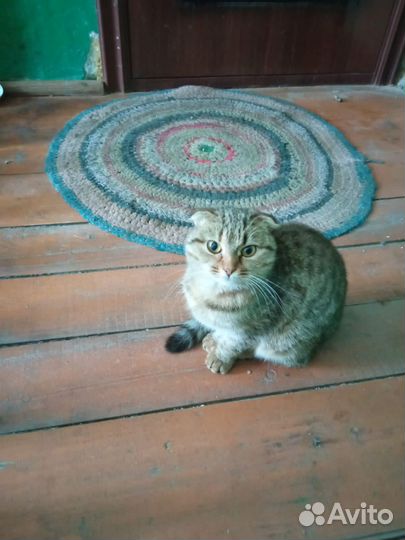 Кошечка в беде