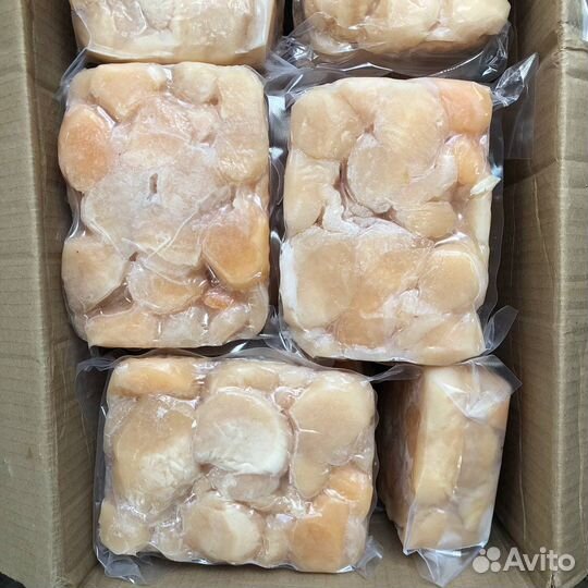 Гребешок приморский