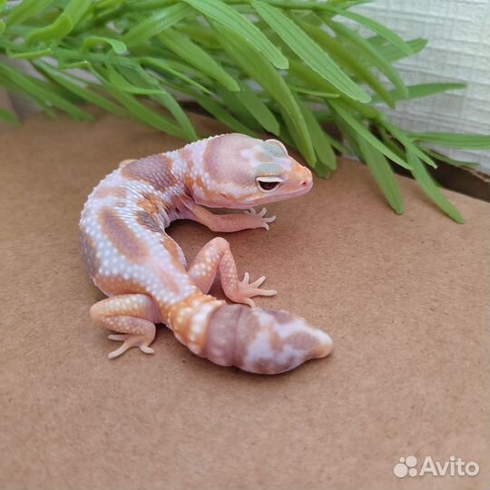 Гемитекониксы самцы