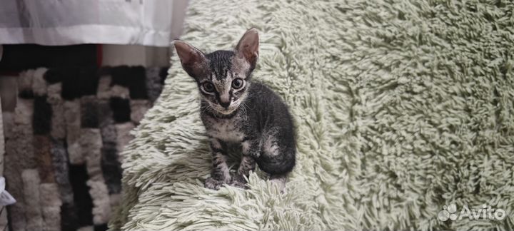 Сфинкс котята девочки