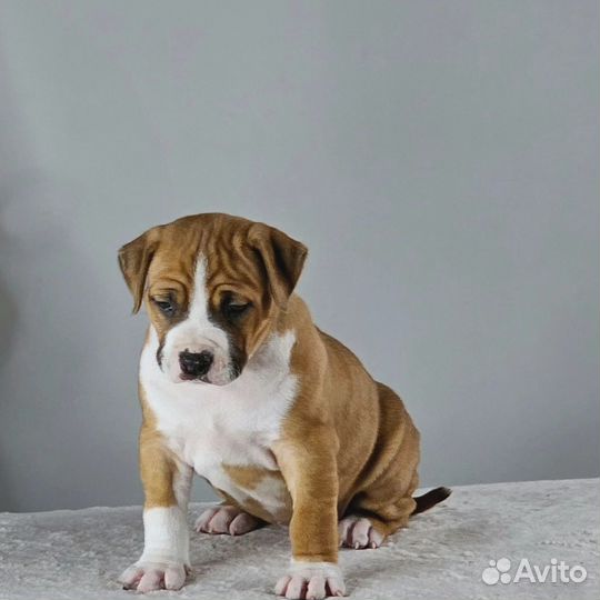 Щенок амстаффа