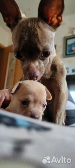 Щенки чихуахуа