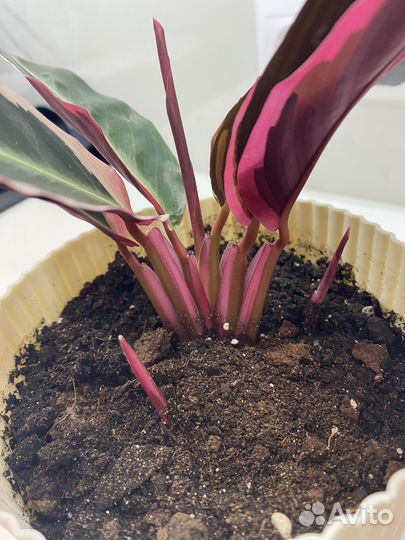 Строманта триколор