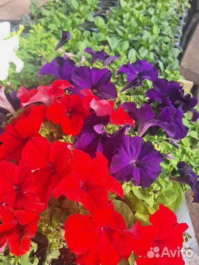 Рассада петунии