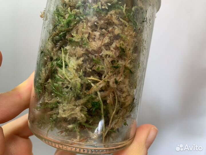 Фикус лирата колумнарис