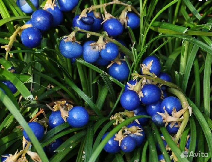 Офиопогон,карекс,осока,лириопе,аир,императ,фалярис