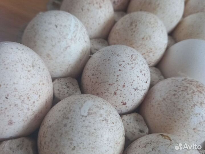 Инкубационное яйцо индейки,индюшата, индейки