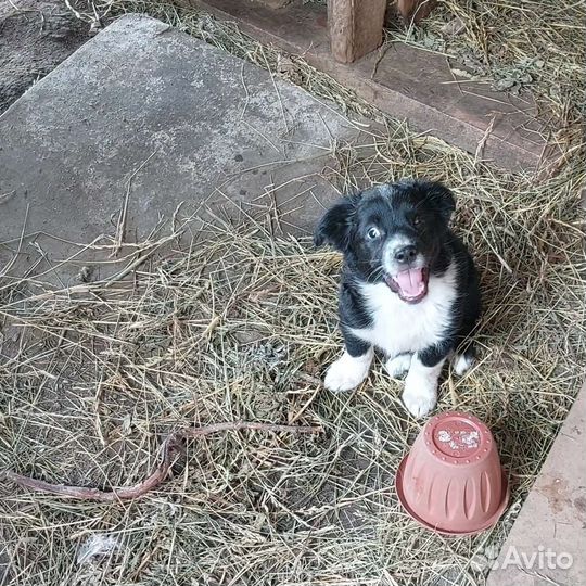 Собака в добрые руки отдам бесплатно