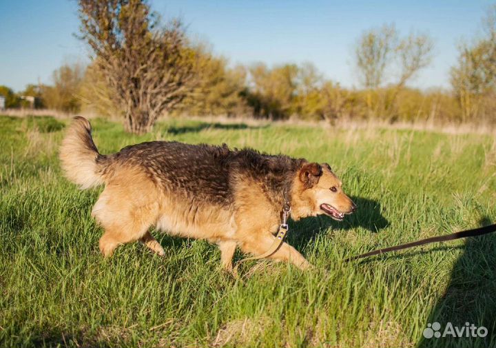 Умная собака ждёт в приюте