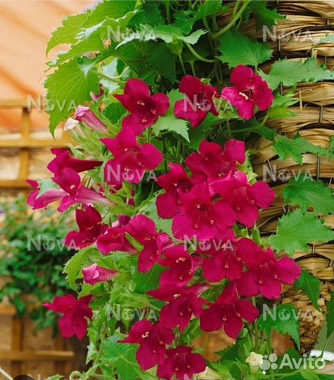 Растения для сада