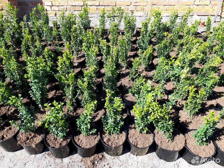 Самшит вечнозелёный