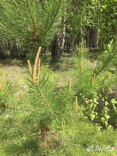 Сосновые почки